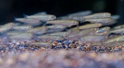 【京都水族館】「育て！いくらちゃん2026」を開催