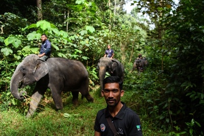 人と野生動物の衝突を減らせ、ゾウ部隊が一役 マレーシア