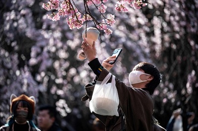 Record early start again for Tokyo's cherry blossoms