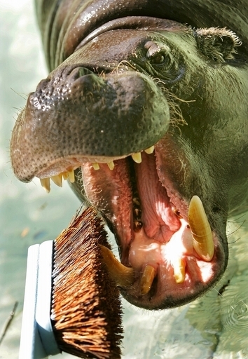 史上最大規模のオンライン生物百科事典、掲載数15万を超える