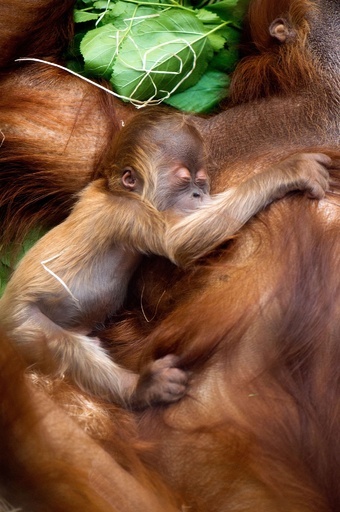 生まれたてのオランウータンの赤ちゃん、ママに寄り添いすやすや 独