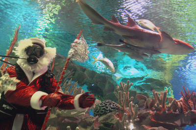 水槽の中でサンタが出迎え、ロシアの水族館
