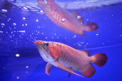 赤い竜に似た希少淡水魚「アロワナ」、アジアで人気沸騰