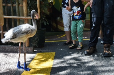 靴を履いて散歩するフラミンゴ、シンガポール