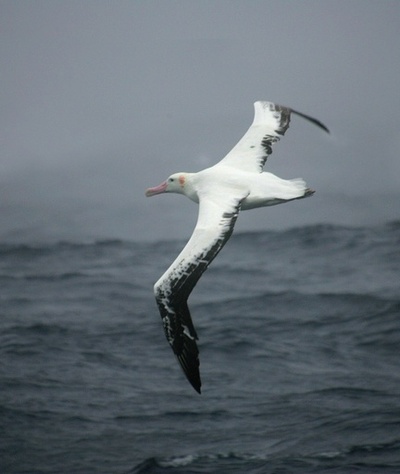 アホウドリをスパイに 違法操業の漁船を探知 仏研究