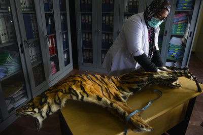 殺され密売されたトラ、今世紀すでに2300頭以上 NGO報告