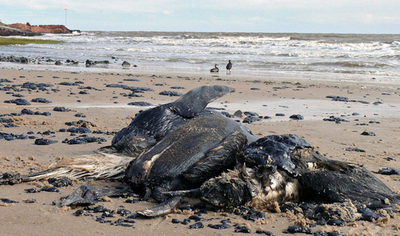 ペンギンも油まみれに、モンテビデオの商業船衝突事故
