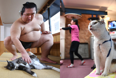 猛者も猫かわいがり、相撲部屋やジムの「看板猫」たち