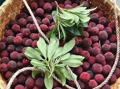 浙江省のヤマモモ 「旬の果物」から「おしゃれな商品」への変化