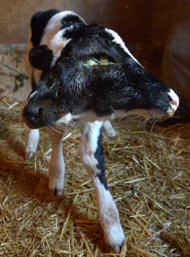 「新年」と名付けられた双頭のウシ、モロッコ