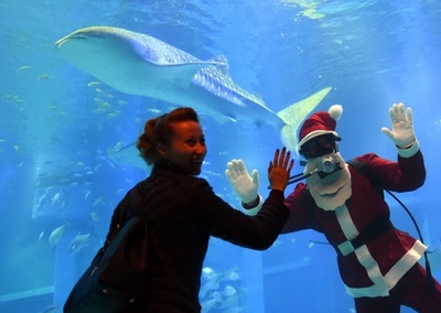 ジンベイザメもサンタクロースを歓迎！大阪・海遊館