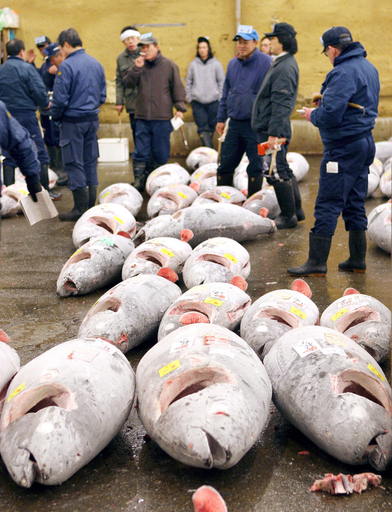 世界最大のマグロ漁場に不安、太平洋まぐろ類委員会会合