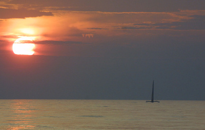 エイの深海潜水能力を解明、米研究