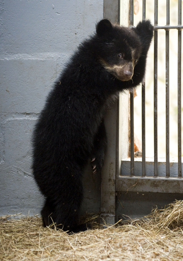 ねえ、ここ出ちゃダメ？メガネグマの赤ちゃん