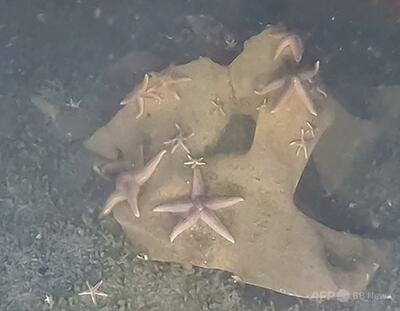 ナチス・ドイツの不発弾、海洋生物の楽園に