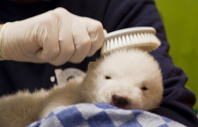 クヌートに続け！ホッキョクグマの赤ちゃん順調に育つ