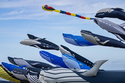 【今日の1枚】屋根より高い「クジラのぼり」 フランス