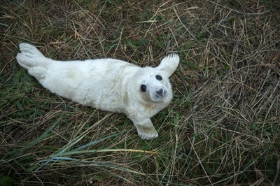 つぶらな瞳、ハイイロアザラシの赤ちゃん 英イングランド