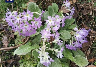 世界的珍しい植物である野生歯萼報春（プリムラ）が発見 中国