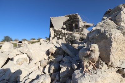 【今日の1枚】無事に育って、廃虚に生きるひよこ