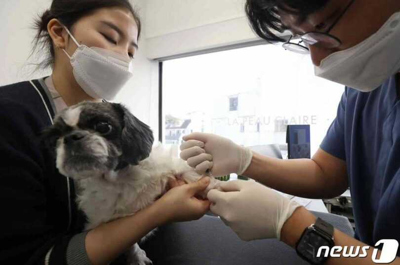 ある動物病院での注射治療の様子(c)news1