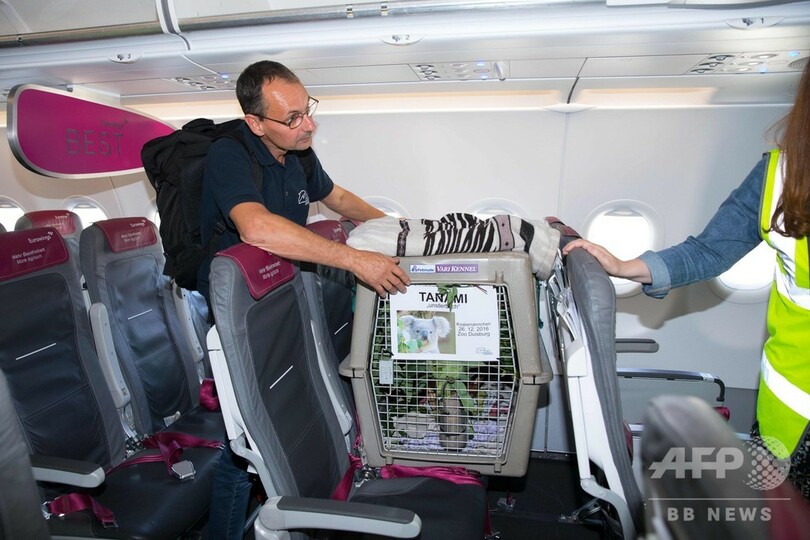 木よりも高い！ ドイツのコアラが飛行機でスコットランドへ