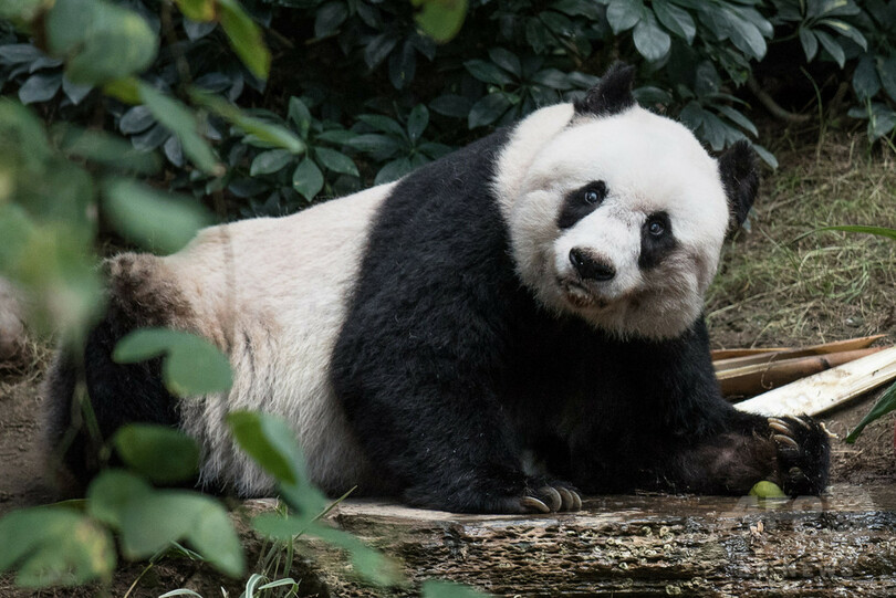 世界最高齢のパンダ死ぬ、38歳 香港
