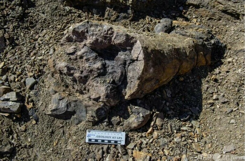 新疆で2億5000万年以上前の古生物の「避難所」発見