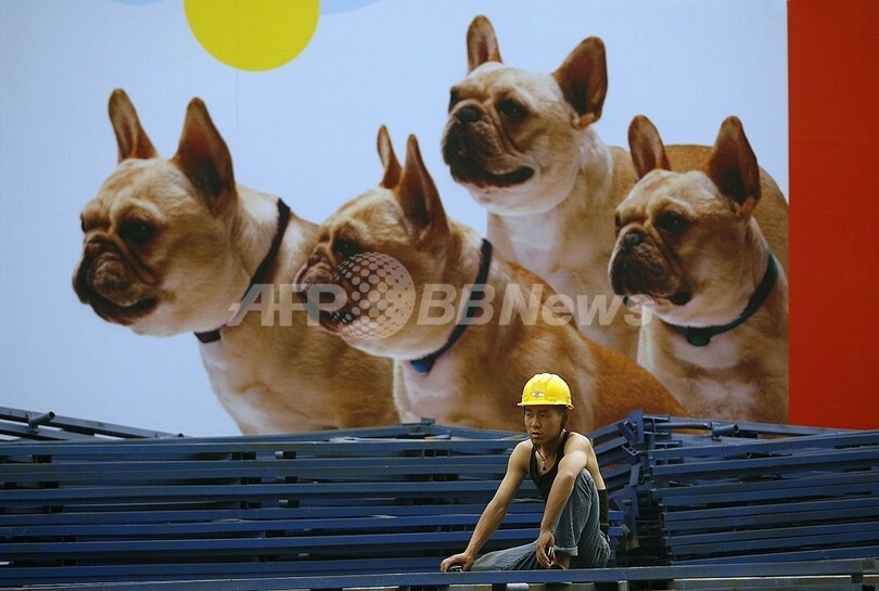 中国の犬食を法律で禁止せよ 仏動物愛護団体が署名活動 写真1枚 国際ニュース Afpbb News