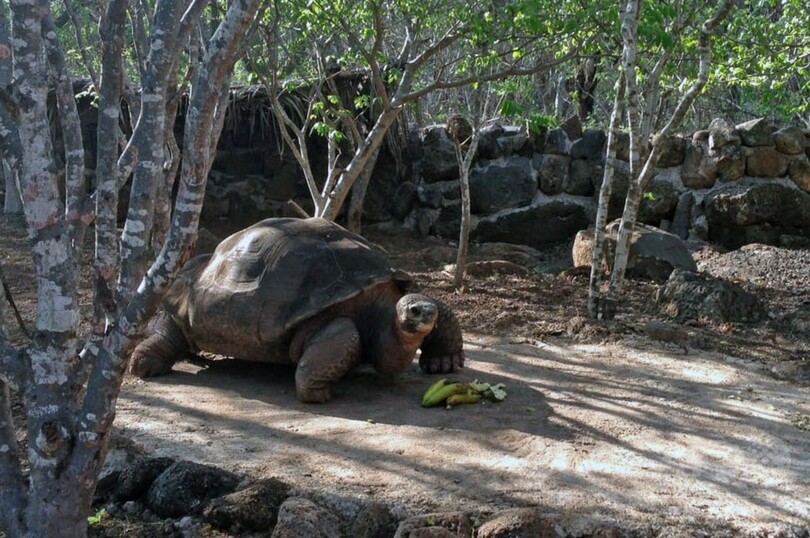 ガラパゴス諸島の名物ゾウガメ「伝道者ペペ」、60歳で死す