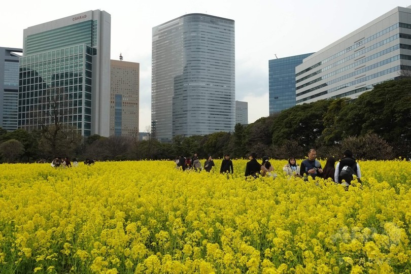 浜離宮一面に黄色いじゅうたん 菜の花が見頃 写真4枚 国際ニュース Afpbb News