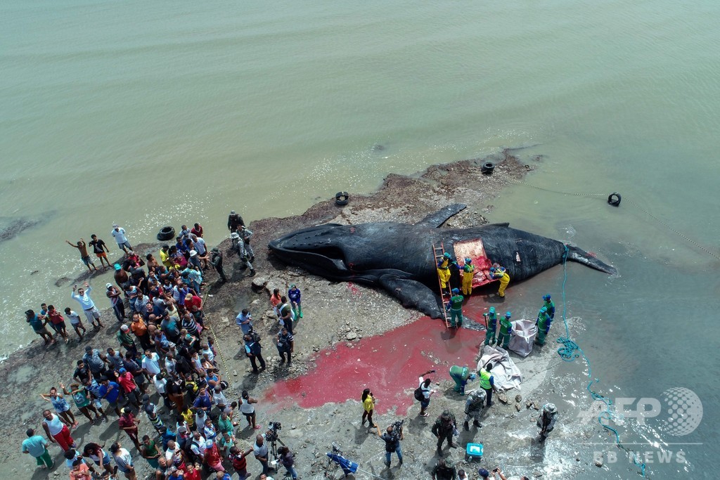 ザトウクジラが打ち上げられて死ぬ ブラジルの海岸で 写真3枚 国際ニュース Afpbb News