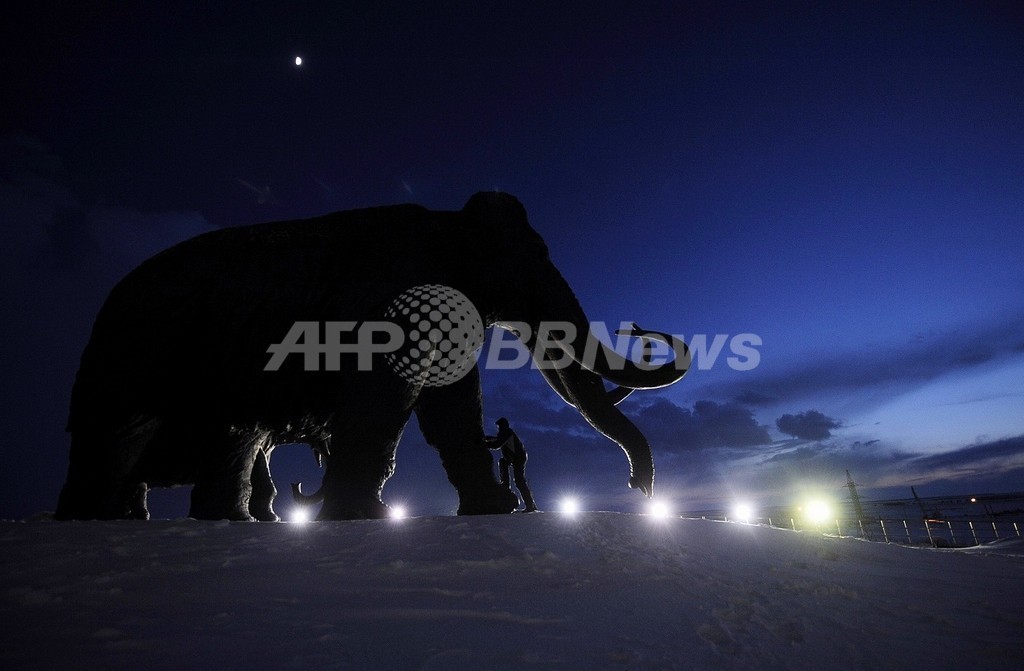 マンモス絶滅の原因は気候変動や「狩り」ではない、研究 マンモス絶滅の原因は気候変動や「狩り」ではない、研究