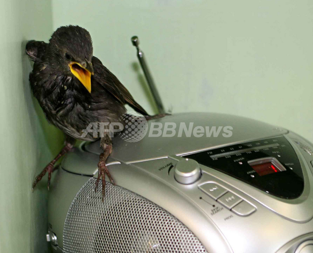 野生動物センターのヒナ鳥、CDプレーヤーで鳴き方の「お勉強」 野生動物センターのヒナ鳥、CDプレーヤーで鳴き方の「お勉強」
