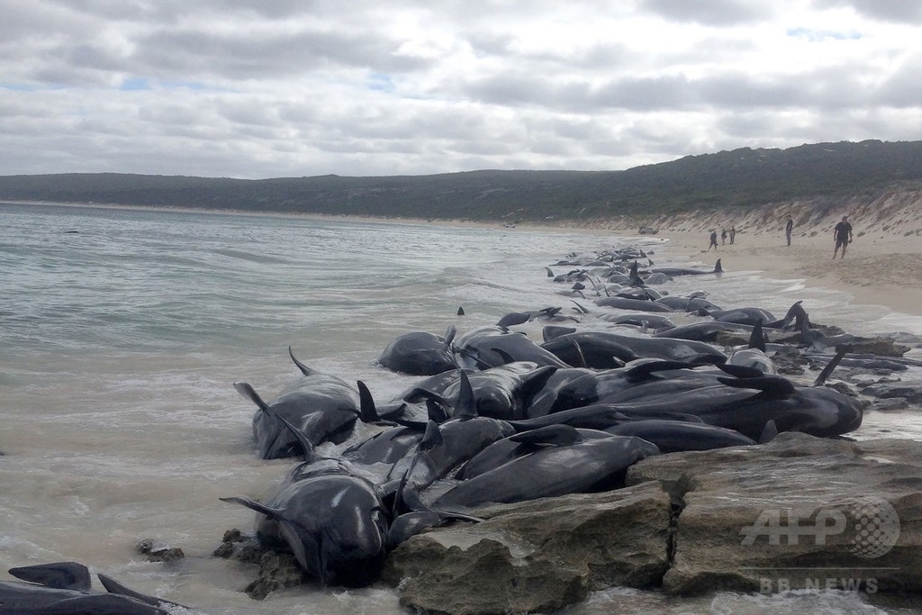 クジラ135頭 浜辺に打ち上げられ死ぬ 豪南西部 写真1枚 国際ニュース Afpbb News