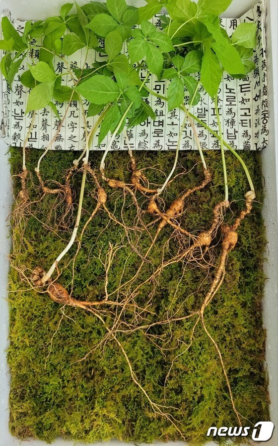 智異山で100年モノ高麗ニンジンなど発見…鑑定価格1億8000万