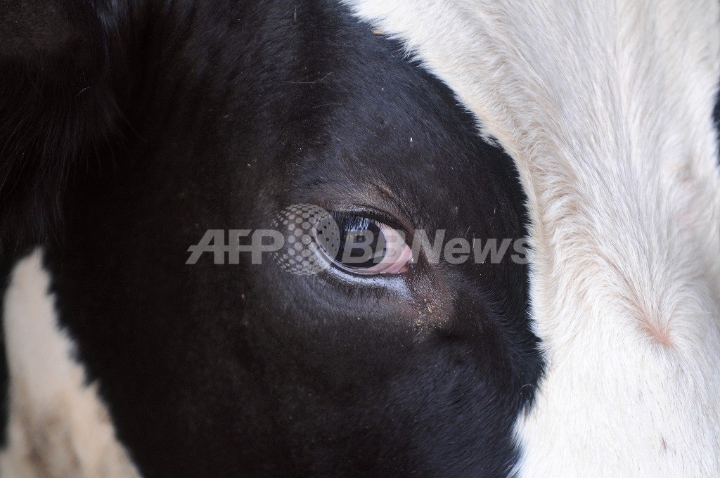 世界初の「人工肉」バーガー、今秋に製造開始 オランダ科学者 世界初の「人工肉」バーガー、今秋に製造開始 オランダ科学者
