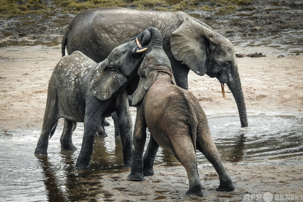 アフリカゾウを2種に分類、1種は「絶滅寸前」 IUCN最新レッドリスト