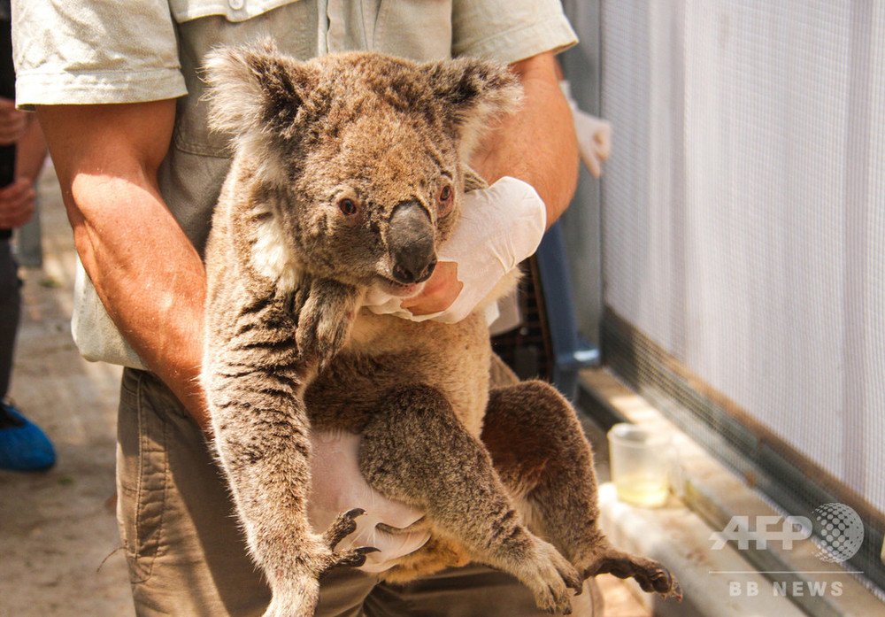 コアラ12頭保護 豪森林火災 生息地に延焼の恐れ 写真4枚 国際ニュース Afpbb News