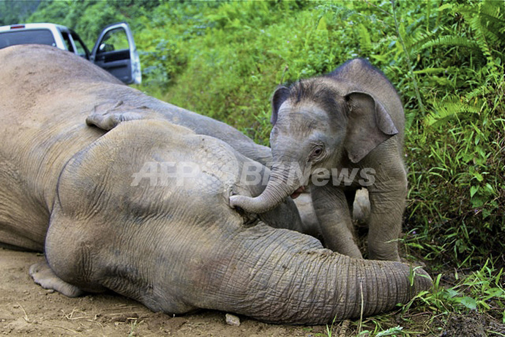 絶滅危惧種のボルネオゾウ10頭が不審死 毒殺の可能性 写真5枚 国際ニュース Afpbb News