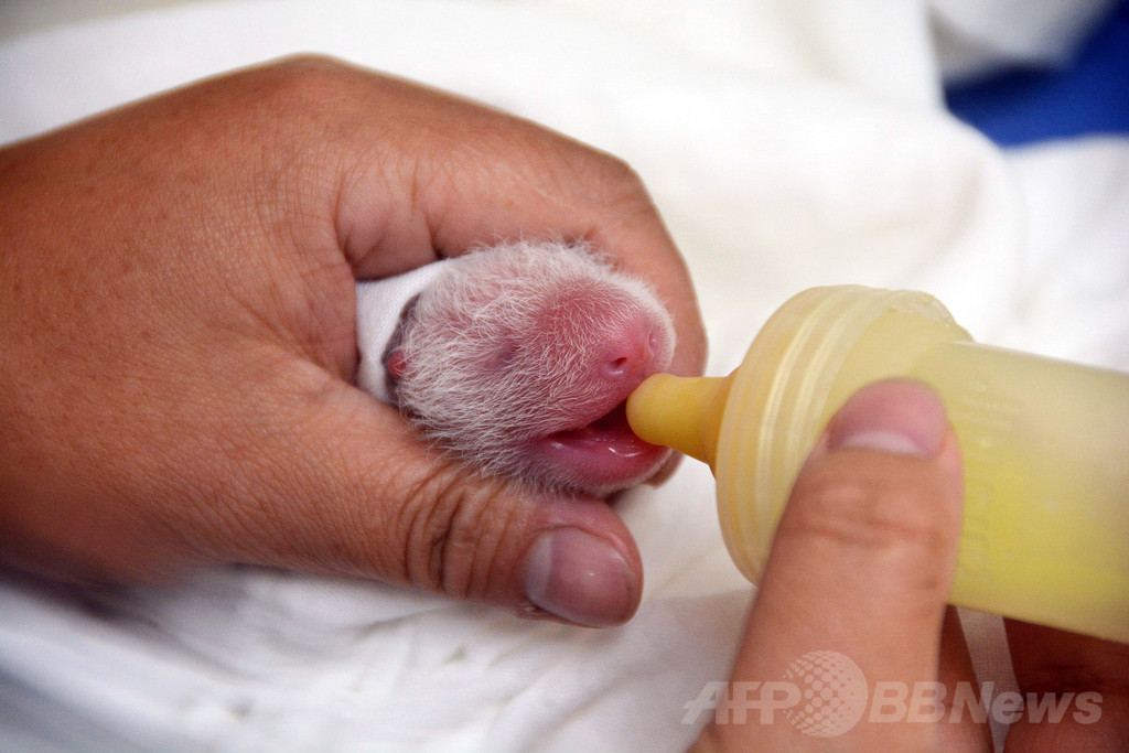 【特集】台湾の赤ちゃんパンダ成長記