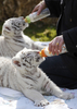 ドイツ北部ホーデンハーゲン（Hodenhagen）のサファリパーク「セレンゲティ公園（Serengeti Park）」で前月8日に生まれたばかりの生後6週間のホワイトタイガーの赤ちゃん2頭、リコ（Rico）ちゃんとキコ（Kico）ちゃん。2頭の両親、ビアンカ（Bianca）とポール（Paul）が育児を放棄したため、飼育係が育てている。

写真は、飼育係にほ乳瓶でお乳をもらうリコちゃんとキコちゃん（2010年4月21日撮影）。(c)AFP/DDP/NIGEL TREBLIN