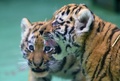 チェコ東部オロモウツの動物園でお披露目された双子のシベリアトラの子ども（2015年6月30日撮影）。(c)AFP/RADEK MICA
