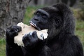 ドイツ首都のベルリン動物園で、バースデーケーキを食べる欧州最高齢のゴリラ、ファトゥ（2018年4月13日撮影）。(c)AFP PHOTO / John MACDOUGALL