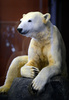 ドイツ首都ベルリン（Berlin)の自然史博物館（Museum of Natural History in Berlin）で公開されたホッキョクグマ「クヌート（Knut)」の標本（2013年2月15日撮影）。(c)AFP/JOHN MACDOUGALL