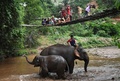 タイ北部チェンマイ県で、水浴びをするゾウの親子（2020年6月4日撮影）。(c)Lillian SUWANRUMPHA / AFP