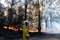 豪ニューサウスウェールズ州北部で、落雷によって発生したとみられる森林火災を監視する消防隊員（2019年11月2日撮影）。(c)SAEED KHAN / AFP