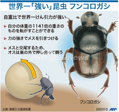 図解】世界一「強い」昆虫、フンコロガシ 写真1枚 国際ニュース：AFPBB