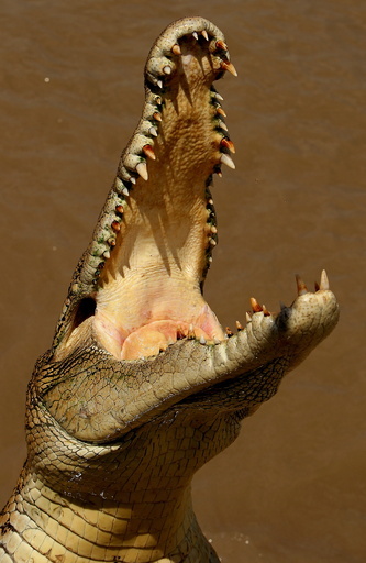 ワニに襲われた豪男性、「頭部殴り」奇跡的に生還