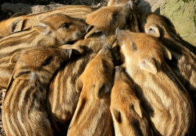 おしくらまんじゅう？ウリ坊、9匹すやすや ドイツ